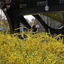 上海旅游 缩略图 16