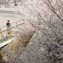 上海旅游 缩略图 3