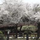 上海旅游 缩略图 13