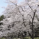上海旅游 缩略图 12