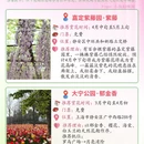 上海旅游 缩略图 7