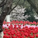 杭州旅游 缩略图 3