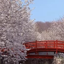 杭州旅游 缩略图 1