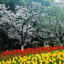 杭州旅游 缩略图 16