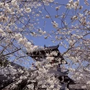 杭州旅游 缩略图 7