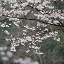 杭州旅游 缩略图 7