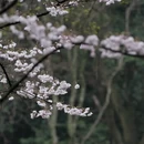 杭州旅游 缩略图 4