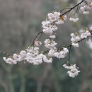 杭州旅游 缩略图 10