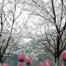 杭州旅游 缩略图 8