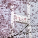 上海旅游 缩略图 8