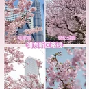 上海旅游 缩略图 2