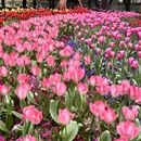 上海旅游 缩略图 1