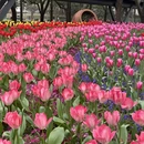 上海旅游 缩略图 6