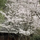 杭州旅游 缩略图 1