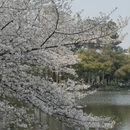 杭州旅游 缩略图 5