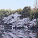 杭州旅游 缩略图 8