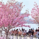 上海旅游 缩略图 7