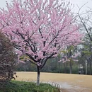 杭州旅游 缩略图 4
