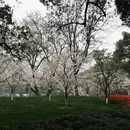 杭州旅游 缩略图 6