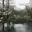 杭州旅游 缩略图 13