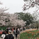 杭州旅游 缩略图 15