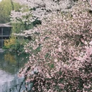 杭州旅游 缩略图 12