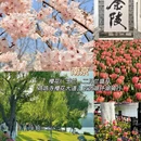 昆明旅游 缩略图 6