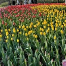 杭州旅游 缩略图 10