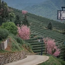 杭州旅游 缩略图 3