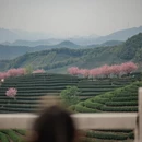 杭州旅游 缩略图 4