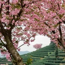 杭州旅游 缩略图 5
