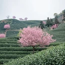 杭州旅游 缩略图 9