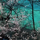 阿坝旅游 缩略图 1