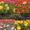 杭州旅游 缩略图 8