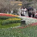 杭州旅游 缩略图 12