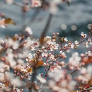 杭州旅游 缩略图 12