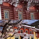 甘孜旅游 缩略图 6