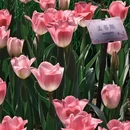 杭州旅游 缩略图 8