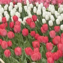 杭州旅游 缩略图 6
