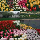 杭州旅游 缩略图 1