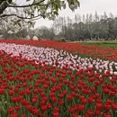 杭州旅游 缩略图 4