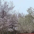 杭州旅游 缩略图 4
