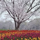 杭州旅游 缩略图 1