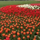 杭州旅游 缩略图 11