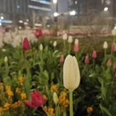 杭州旅游 缩略图 9