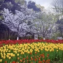 杭州旅游 缩略图 4