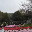 杭州旅游 缩略图 6