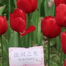 杭州旅游 缩略图 12