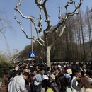 杭州旅游 缩略图 8