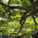 杭州旅游 缩略图 4
